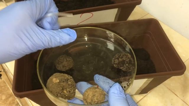 Truffle searching device смотреть онлайн