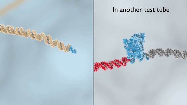 Restriction Enzymes смотреть онлайн