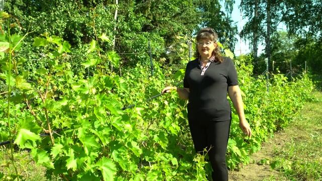 «Огород в подарок»: как поливать огород в жару? смотреть онлайн