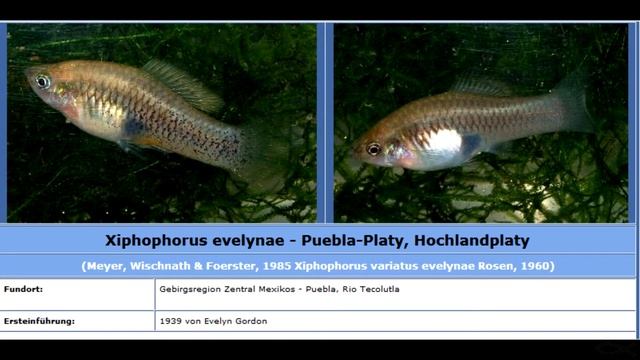 Имена в названиях рыб - пецилиевые и гудеевые смотреть онлайн