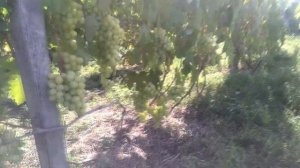 Виноград Кеша и Талисман.  Схожесть и отличие