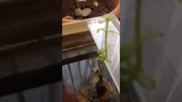 водное растение или нет2 смотреть онлайн