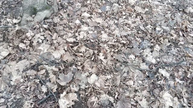 ЧЕРДАЧНО-ПОЛЕВОЙ ПОИСК "ЗИМНЯЯ ОХОТА ЗА СТАРИНОЙ" смотреть онлайн