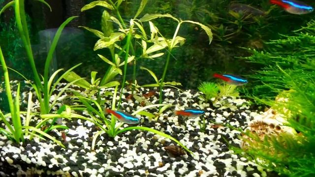 Креветки облюбовали Хелен смотреть онлайн