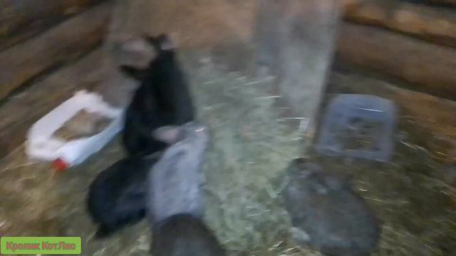 ЧЕМ можно и нужно КОРМИТЬ кроликов в зимой. смотреть онлайн
