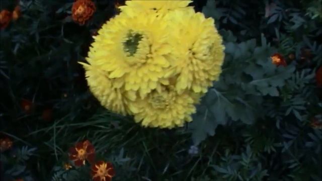 Остатки летней красоты-осенние цветы. The remains of the summer-autumn flowers beauty. смотреть онлайн