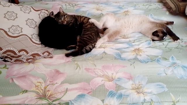 Сиамский кот -Аист и его друзья смотреть онлайн