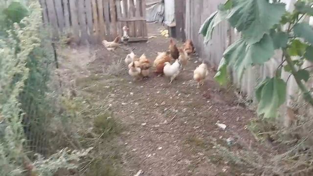 Вкусные ягоды для всех))))