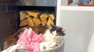 ЩЕНОК И КОТЕНОК СОБРАЛИСЬ НА ПРОГУЛКУ. БРОС ШОУ ПЕТ