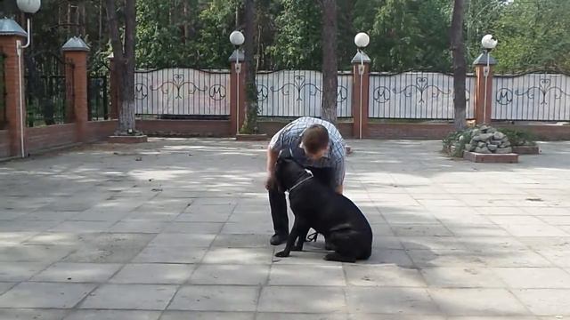 Ринговая подготовка смотреть онлайн