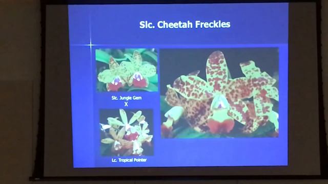 Peter T Lin Discussion on Miniature Cattleyas at The Atlanta Orchid Society смотреть онлайн