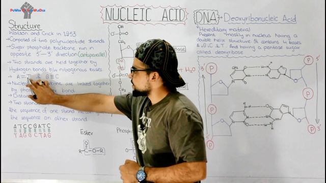 DNA Structure and functions | A type of Nucleic Acid | смотреть онлайн