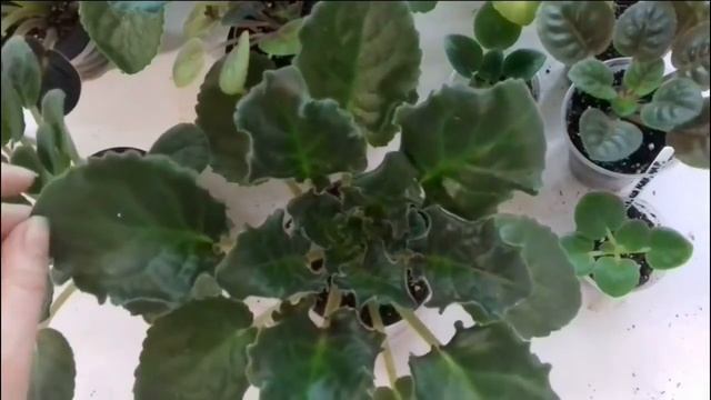 ПРОТРАВКА от КЛЕЩА. КАК ПОДГОТОВИТЬ растения к обработке Юлия Датта смотреть онлайн