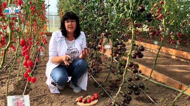 ОЧЕНЬ АРОМАТНЫЕ ТОМАТЫ - Сорт для любителей экзотики смотреть онлайн