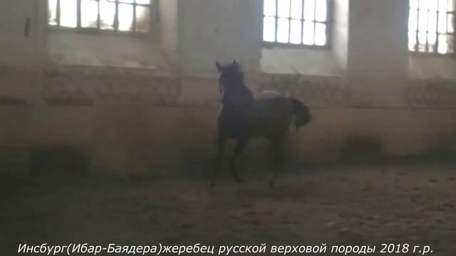 Инсбург 2018 (Ибар-Баядера о. Атом) жеребец русской верховой породы смотреть онлайн
