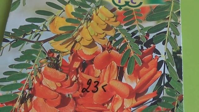 Посадка СЕСБАНИИ-комнатного цветка/ смотреть онлайн