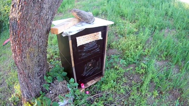 рой попался, но как? и такое бывает. смотреть онлайн