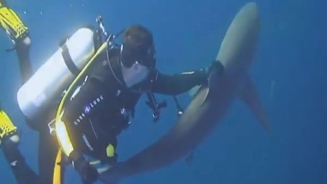 Дайвинг на Кубе.Сальса с акулами. смотреть онлайн
