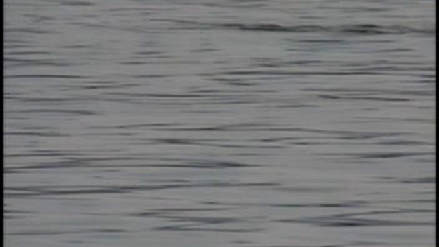 Alaska Whales смотреть онлайн