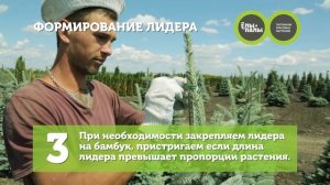 Формировочная стрижка ели