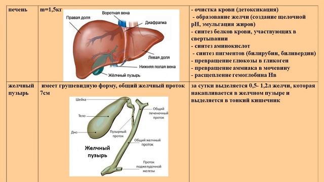 Видеозанятие 