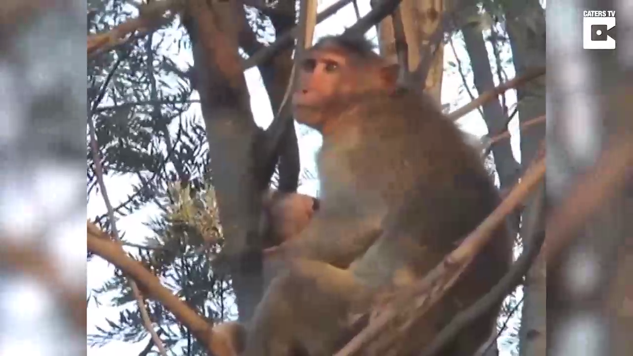 Обезьяна скорбит о смерти младенца смотреть онлайн