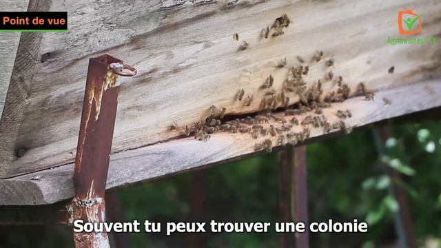 Point de vue apiculteur : C’est quoi le bien-être animal ? смотреть онлайн