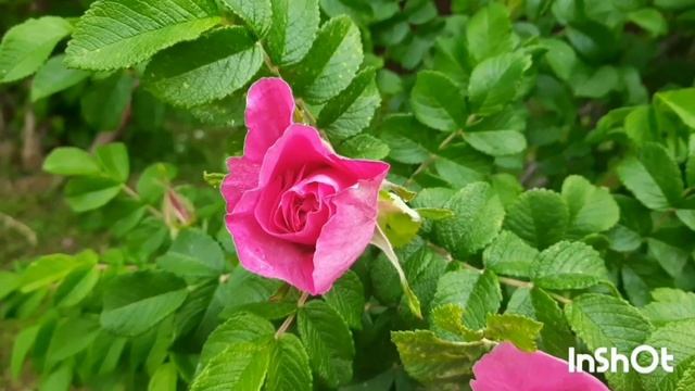 Тайны зелёной страны ? смотреть онлайн