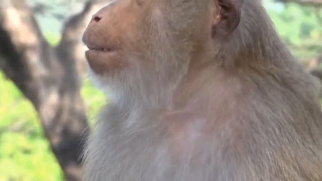 Mother Wild Monkey Breeds And Gives Birth To Cute Newborn Monkey смотреть онлайн