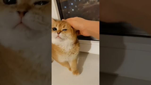 нежная красотка 👸🏼Charm de Murr Diva 💔Bri ny 12 мама наших котят 👪 🐱 💗 nfs ☺️#charm_de_murr_Diva смотреть онлайн