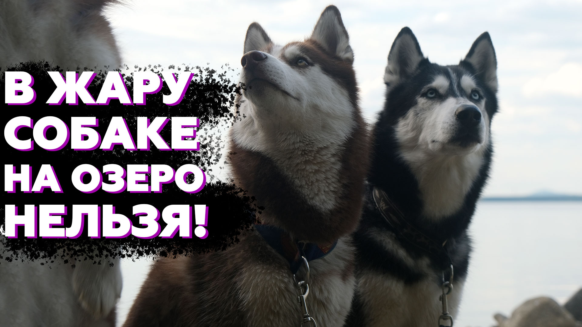 ТЕПЛОВОЙ УДАР У СОБАКИ | Как не допустить перегрев у ХАСКИ и других собак летом смотреть онлайн