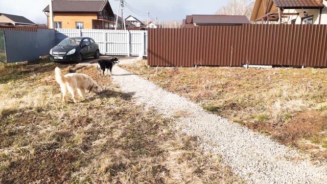 Собачкин жених смотреть онлайн