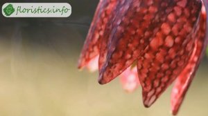 Рябчик – разновидности и особенности; размножение рябчика (фритиллярии)