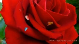 Роза чайно-гибридная Гранд Гала (grand gala) ? обзор: как сажать, саженцы розы Гранд Гала