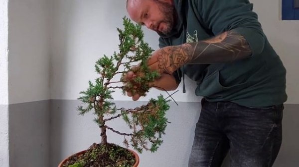 Create a Juniper (Juniperus communis) pre- Bonsai #bonsai #juniperus #juniper #relaxing