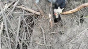 Охота с ягдтерьером