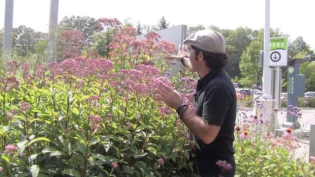 Paul's Tip: Eupatorium смотреть онлайн