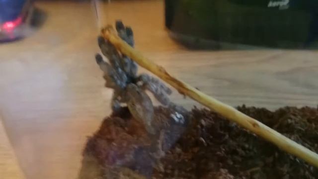 Heteroscodra Maculata - Гетероскодра макулята смотреть онлайн