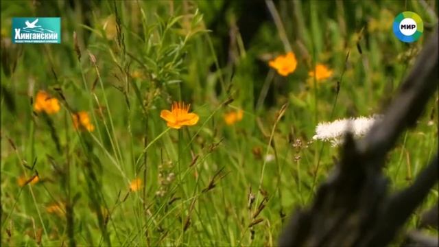 Крылатые жители Хингана смотреть онлайн