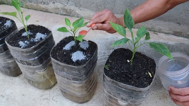 Growing peppers in plastic bottles is easy and requires no watering смотреть онлайн