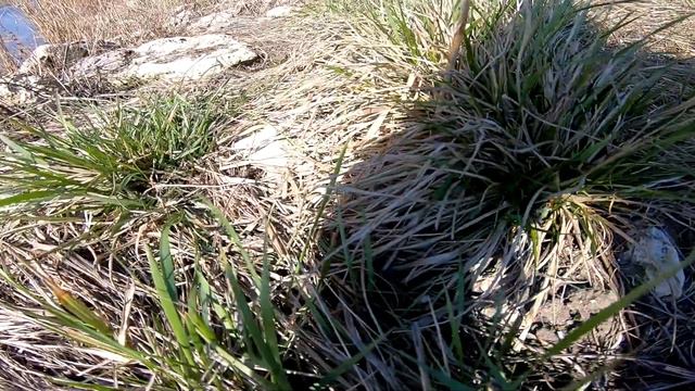 СТАВОК КАМЯНА БАЛКА ИЛИ КАРАНТИН смотреть онлайн