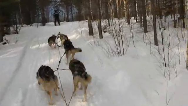 Хаски HATUNKYLÄ 3, Taiga Maja, собачьи упряжки смотреть онлайн