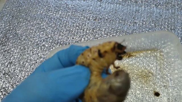 Хрущ.Сильный враг садов и огородов.Не прозевай с обработкой почвы смотреть онлайн