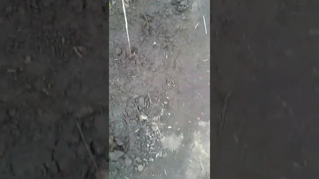 Бактериоз остановлен. Досаживаем  огурцы семечкой в грунт 