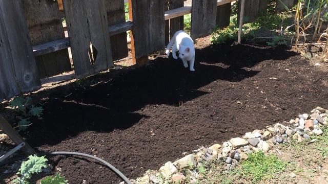 Where did all the corn seed go? | Planting 2020 | Episode 106 смотреть онлайн