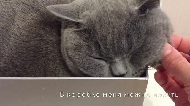 Британский кот Гарри и его любимая коробка. ? British blue cat. смотреть онлайн
