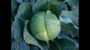 Обзор сорта капусты "Ринда" (характеристики, свойства, фото)