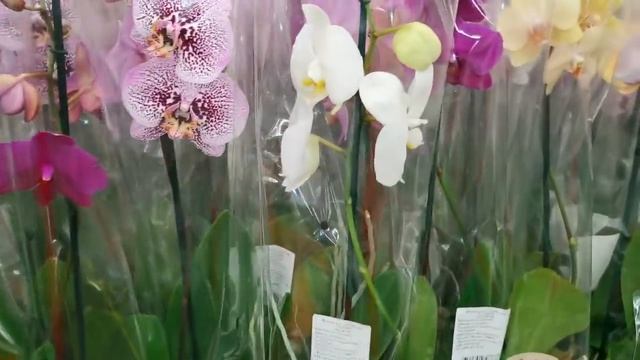 ПОТРЯСАЮЩИЙ завоз ОРХИДЕЙ в ЛЕРУА (+Ашан),26.06.20,ТЦ"Космопорт",Самара. смотреть онлайн
