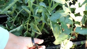 Так мало кто делает когда томаты плохо цветут и нет завязи. Как заставить цвести помидоры для урожа