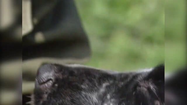 Английский кокер-спаниель. Происхождение породы, экстерьер, уход и воспитание. (DOGS FROM A TO Z) смотреть онлайн